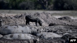 FILE —A baby hippo stands next to other hippos stuck in a dried up channel near the Nxaraga village in the Okavango Delta on the outskirts of Maun on April 25, 2024.