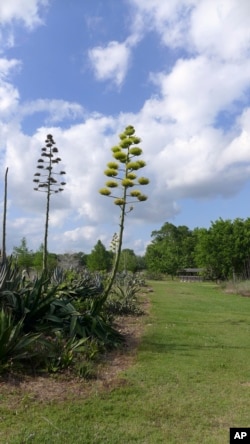 FILE - This May 1, 2013 image provided by the Lady Bird Johnson Wildflower Center shows the tall flower stalks of an Agave americana plant at Matagorda County Nature Preserve in Matagorda, Texas. (Ray Mathews/Lady Bird Johnson Wildflower Center via AP)