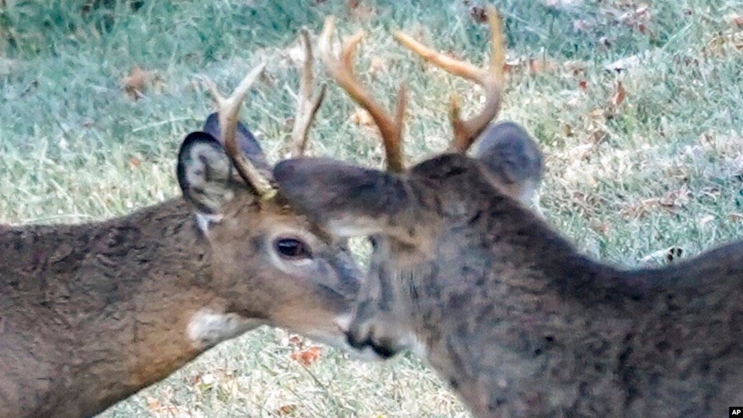 FILE - A pair of young white-tailed deer graze on the edge of the woods in a frost covered field, Nov. 6, 2021, in Zelienople, Pa.