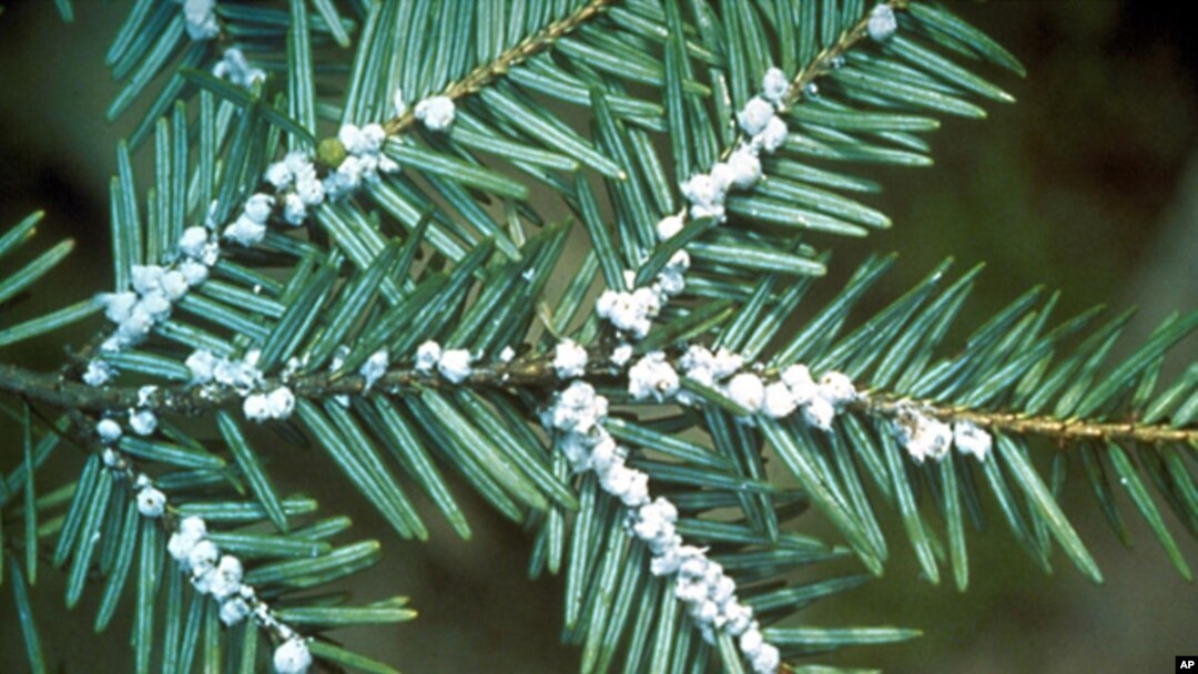 FILE - Undated file photo provided by the U.S. Forest Service shows egg masses of the hemlock woolly adelgid. Scientists say climate change is a contributing factor. 