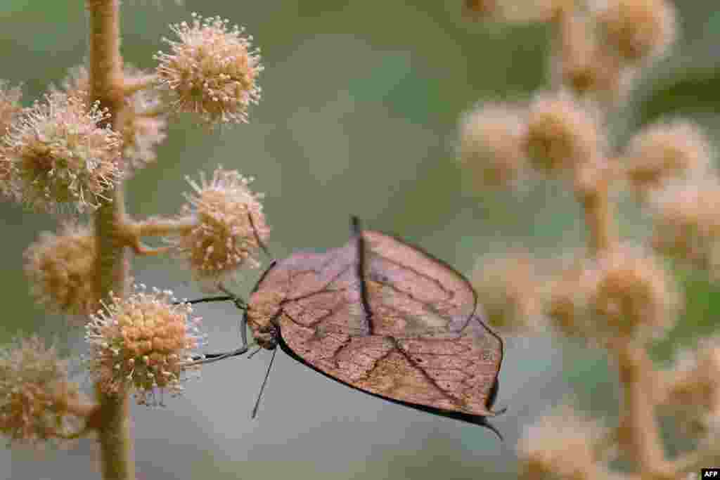 An orange oakleaf rests on a plant at the Taipei Zoo in Taipei, Taiwan.