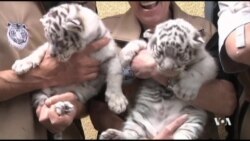 ลูกเสือขาวเกิดใหม่ 5 ตัวที่ออสเตรีย
