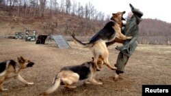 Кучиња во сопственост на севернокорејската армија вежбаат напад на кукла на која е залепен портретот на јужнокорејскиот министер за одбрана Ким Кван-џин