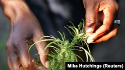 Cultures de cannabis en Eswatini.