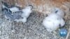 Good News COVID Falcon Chicks WEB.mp4