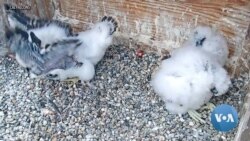 Falcon Chicks Getting Ready to Fly Provide Pandemic Escape 
