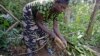 DRC Farmers, Facing Theft, Switch to Less Edible Crops