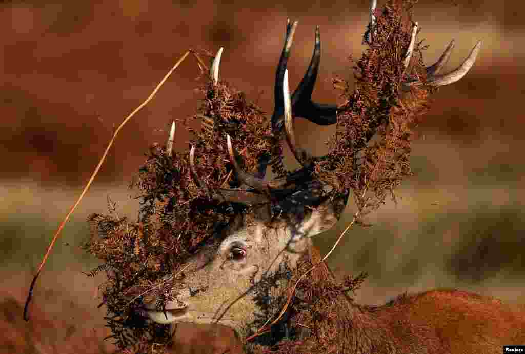 A deer is seen covered in bracken undergrowth as it prepares to clash with a rival during the rutting season in Richmond Park, west London.