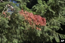 FILE - A dead branch is visible on a Western Red Cedar tree in the Willamette National Forest, Ore., Oct. 27, 2023. (AP Photo/Amanda Loman)