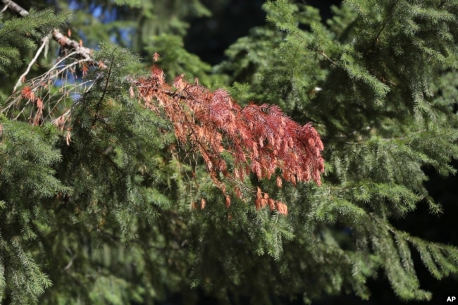 FILE - A dead branch is visible on a Western Red Cedar tree in the Willamette National Forest, Ore., Oct. 27, 2023. (AP Photo/Amanda Loman)