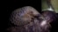 FILE - Pangolin, the world’s most trafficked mammal.