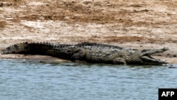 Un crocodile africain au parc national de Hwange, Zimbabwe, 17 novembre 2012. 