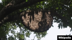 Sarang lebah madu "apis dorsata" atau dikenal sebagai lebah madu raksasa yang hidup di hutan-hutan Asia, termasuk Indonesia. 