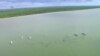 Decenas de ballenas estancadas en Florida
