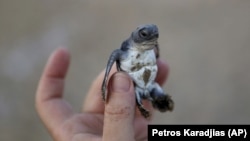 A conservationist holds up a tiny sea turtle that just hatched from its nest on Cyprus’ protected Lara beach.