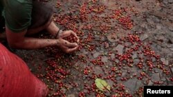 FILE - A worker collects recently harvested robusta coffee fruits into a sack at a plantation in Nueva Guinea, Nicaragua, Dec. 29, 2017. 