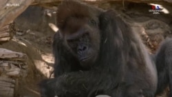 Կալիֆոռնիայի Սան Դիեգոյի կենդանաբանական այգու մի քանի գորիլաների մոտ կորոնավիրուս է հայտնաբերվել