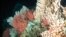 This undated photo provided by GEOMAR shows a Norwegian coral reef with gorgonian and stony corals in Norway. A new international report released Nov. 13, 2013, reports that greenhouse gases are making the world's oceans hot, sour and breathless.