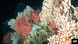 This undated photo provided by GEOMAR shows a Norwegian coral reef with gorgonian and stony corals in Norway. A new international report released Nov. 13, 2013, reports that greenhouse gases are making the world's oceans hot, sour and breathless.