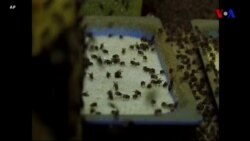 Həşəratlı dondurma