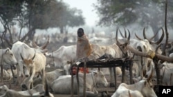 A man from the cattle herding Mundari tribe walks early morning in a settlement near Terekeka, Central Equatoria state, south Sudan, 19 Jan 2011.