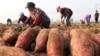FILE - Farmers harvest sweet potatoes in a field in Jining, Shandong province, China, Nov. 2, 2017. 