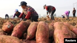 FILE - Farmers harvest sweet potatoes in a field in Jining, Shandong province, China, Nov. 2, 2017. 