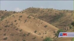 کاهش جنگلات پسته در هرات