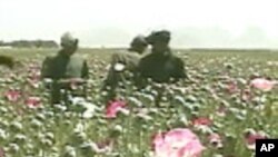 Progress Against Poppy Production