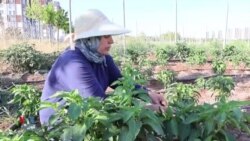 Projeya Bostanê Jinan li Bajarê Amedê 

