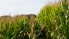 Short corn is seen next to tall corn in farmer Cameron Sorgenfrey's field, Sept. 16, 2024, in Wyoming, Iowa.