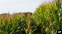 Short corn is seen next to tall corn in farmer Cameron Sorgenfrey's field, Sept. 16, 2024, in Wyoming, Iowa.