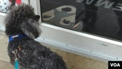 A poodle waits to go into EMMAvet in Alexandria, Virginia. (Deborah Block/VOA)