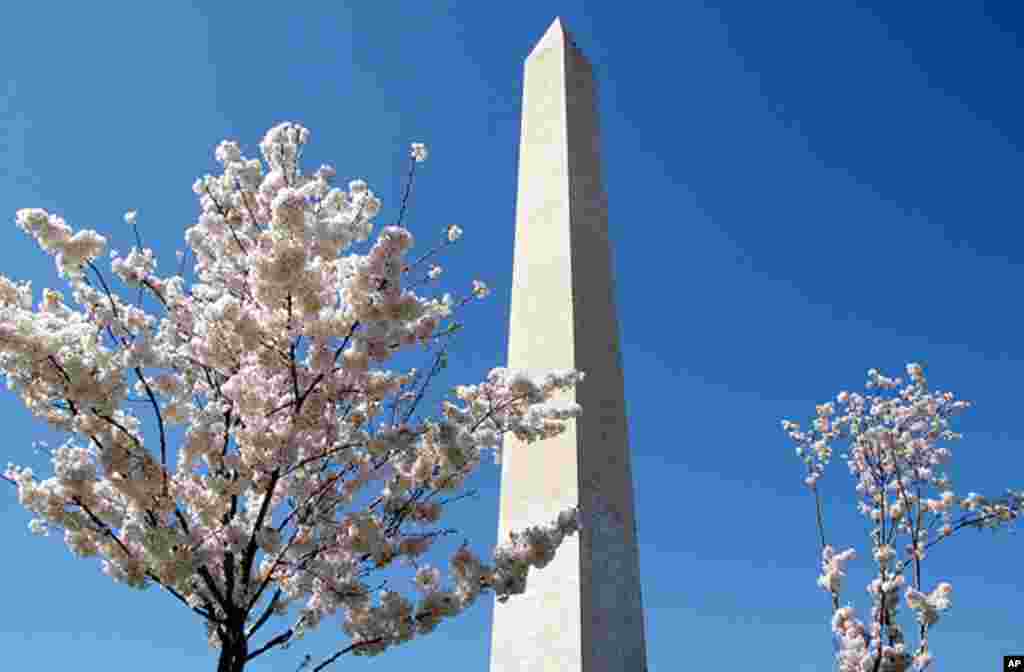 [워싱턴 D.C. 벚꽃 축제] 워싱턴의 봄