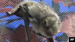 Une chauve-souris (Photo AP) 