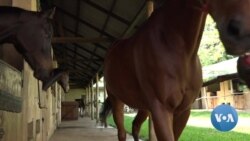 Ugandans Embrace Equestrian Sports