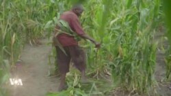 Un après les cyclones, les Mozambicains toujours en attente de l'aide promise