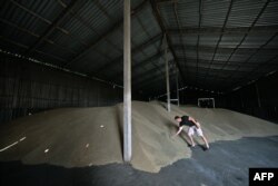 CEO of Agrotrade Group, Vitaliy Bylenko examines the condition of grain in his barn in the village of Vesele, Kyiv region on July 18, 2023.