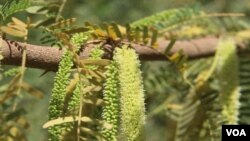 A photo of the shrub Prosopis juliflora. (Gunter Muller/Malaria Journal, 2017)