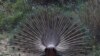 Peacock is seen at Bardiya National Park, Bardiya District, Nepal.