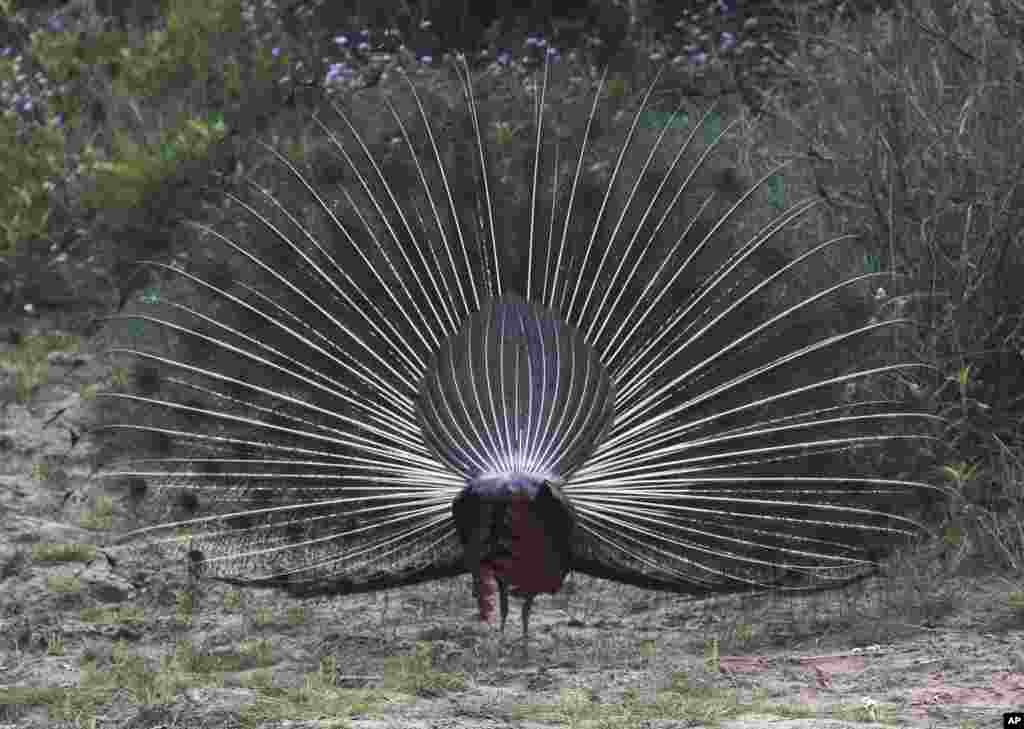 Peacock is seen at Bardiya National Park, Bardiya District, Nepal.