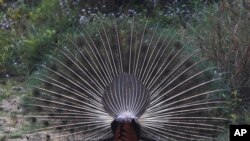 Peacock is seen at Bardiya National Park, Bardiya District, Nepal.