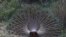 Peacock is seen at Bardiya National Park, Bardiya District, Nepal.