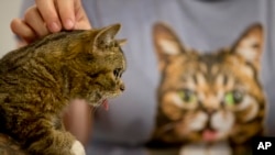 Lil Bub di CatCon, Los Angeles