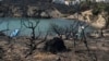 Greece Makes 3 Migrants Citizens for Their Wildfire Rescues