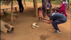 Kitten suckles nursing dog in Nigeria