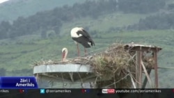 Ndikimi i pandemisë në"jetën e egër" në Shqipëri