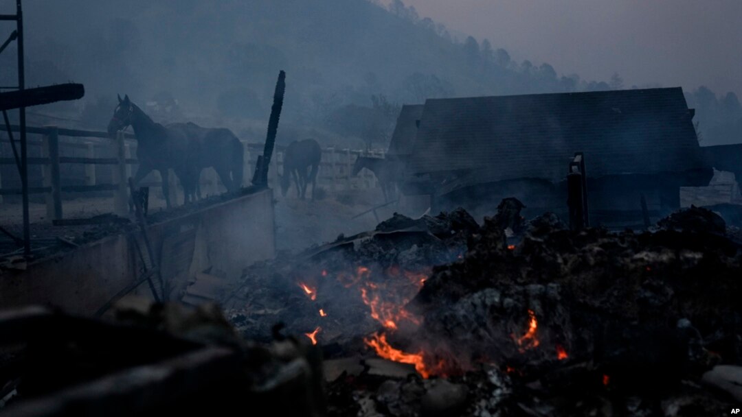 Horses stand near stables consumed by the Bridge Fire in Wrightwood, California, Sept. 11, 2024.