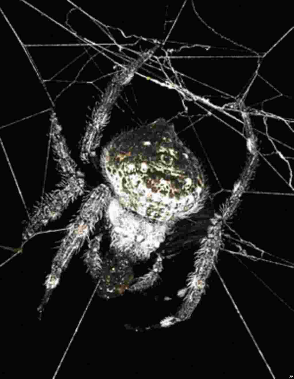 This spider from Madagascar spins durable webs that can span rivers, streams and lakes. (M. Kuntner)