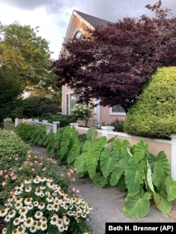 This undated image provided by Beth H. Brenner shows a border of elephant ears outside a home in Atlantic Beach, N.Y. (Beth H. Brenner via AP)